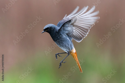Obraz na płótnie Zwarte Roodstaart, Black Redstart, Phoenicurus ochruros w salonie
