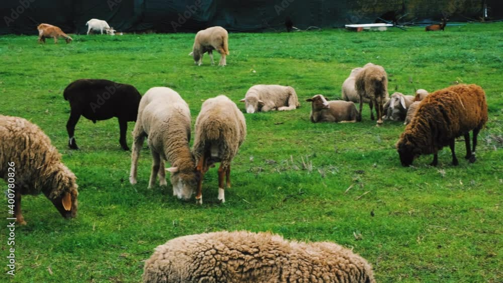Flock eating grass on the ground Flock eating grass on the ground