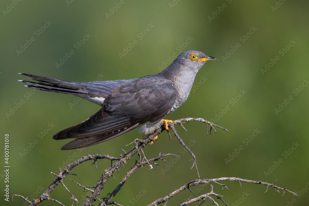 Koekoek; Common Cuckoo; Cuculus canorus Koekoek; Common Cuckoo; Cuculus canorus