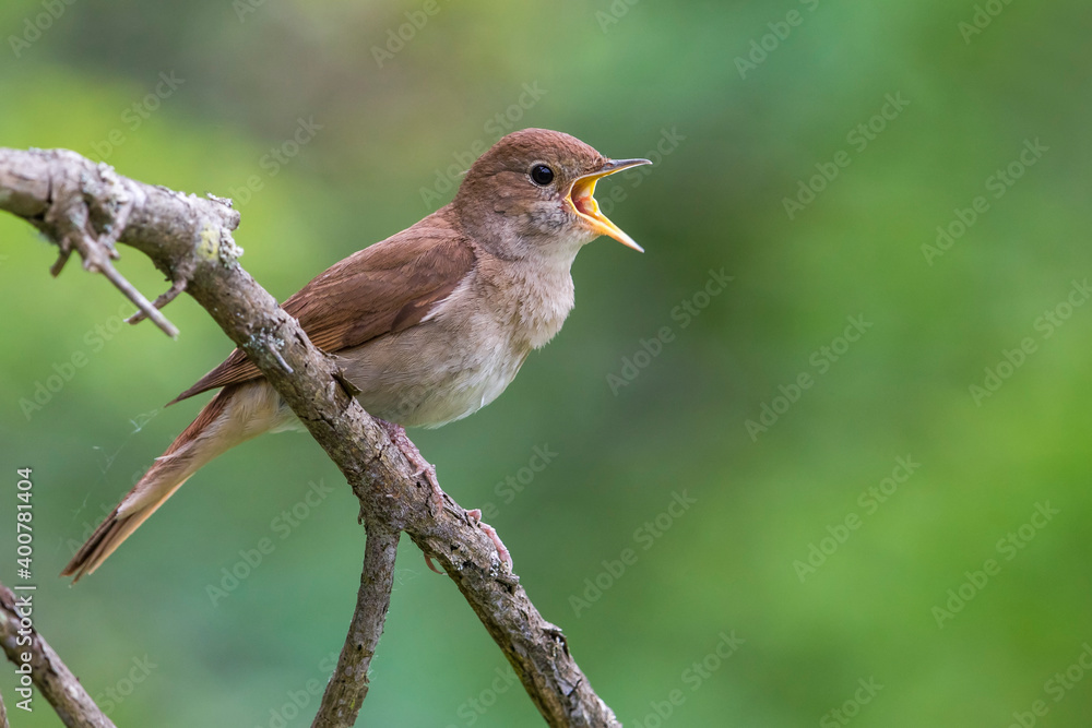 Nachtegaal; Nightingale; Luscinia megarhynchos Nachtegaal; Nightingale; Luscinia megarhynchos