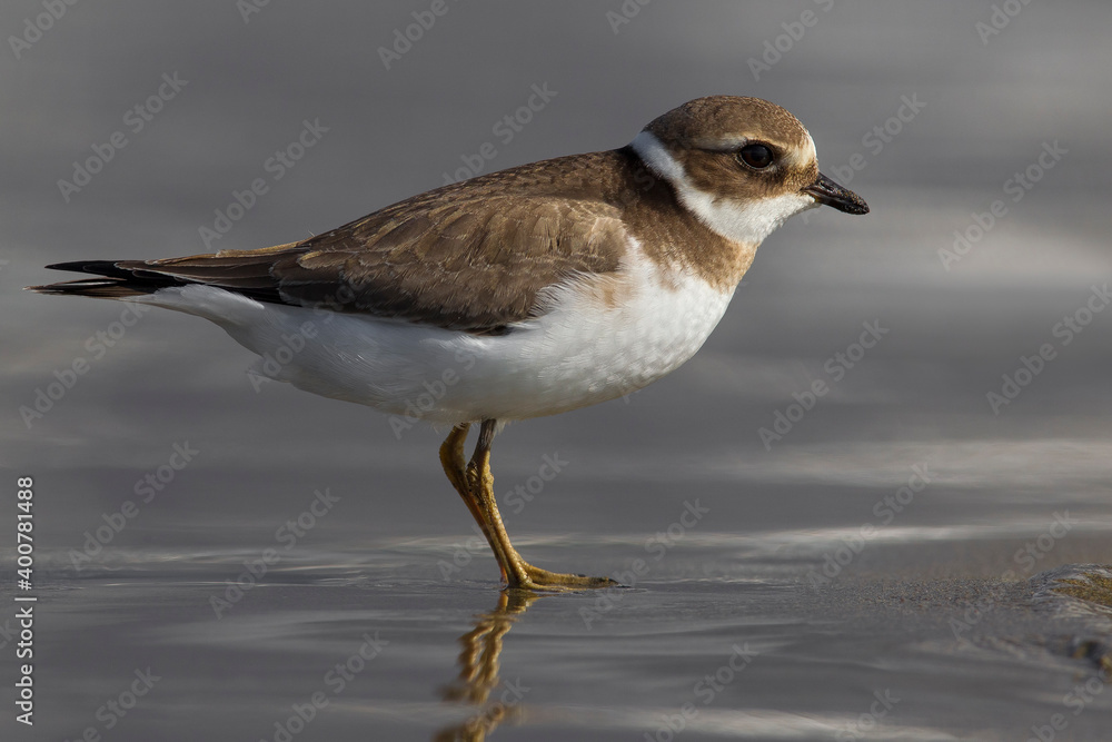 Bontbekplevier; Common Ringed Plover; Charadrius hiaticula Bontbekplevier; Common Ringed Plover; Charadrius hiaticula