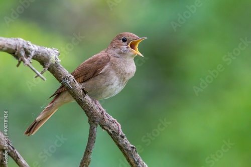 Tableau sur toile Nachtegaal; Nightingale; Luscinia megarhynchos