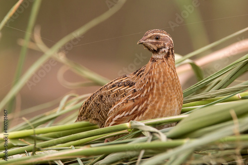 Kwartel, Common Quail, Coturnix coturnix photo