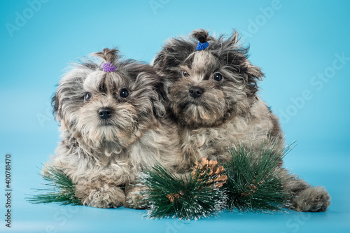 Puppy of a colored bole in the studio is waiting for the New Year photo