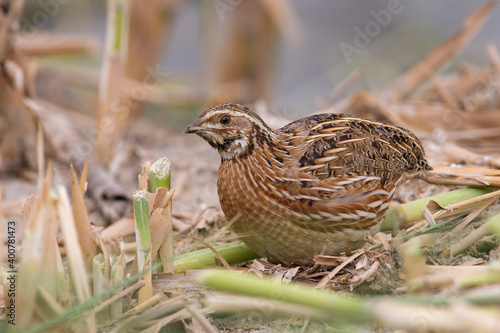 Kwartel, Common Quail, Coturnix coturnix