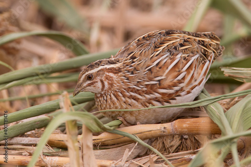 Kwartel, Common Quail, Coturnix coturnix photo