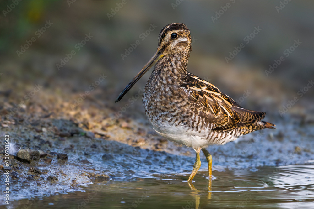Watersnip; Common Snipe; Gallinago gallinago Watersnip; Common Snipe; Gallinago gallinago