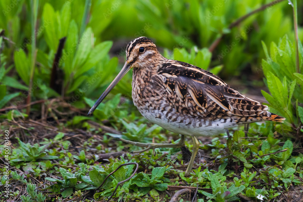 Fototapeta premium Watersnip; Common Snipe; Gallinago gallinago