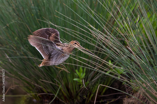 Watersnip; Common Snipe; Gallinago gallinago photo