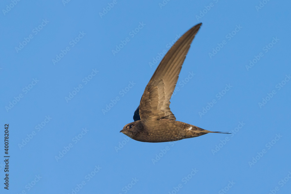 Obraz premium Gierzwaluw; Common Swift; Apus apus