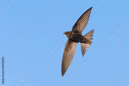 Gierzwaluw; Common Swift; Apus apus photo