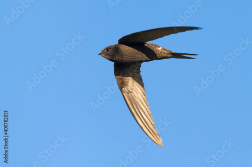 Gierzwaluw; Common Swift; Apus apus
