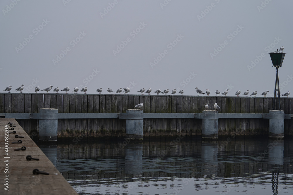 Möwen in der Reihe bei Nebel