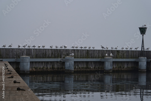 Obraz na płótnie Möwen in der Reihe bei Nebel w salonie