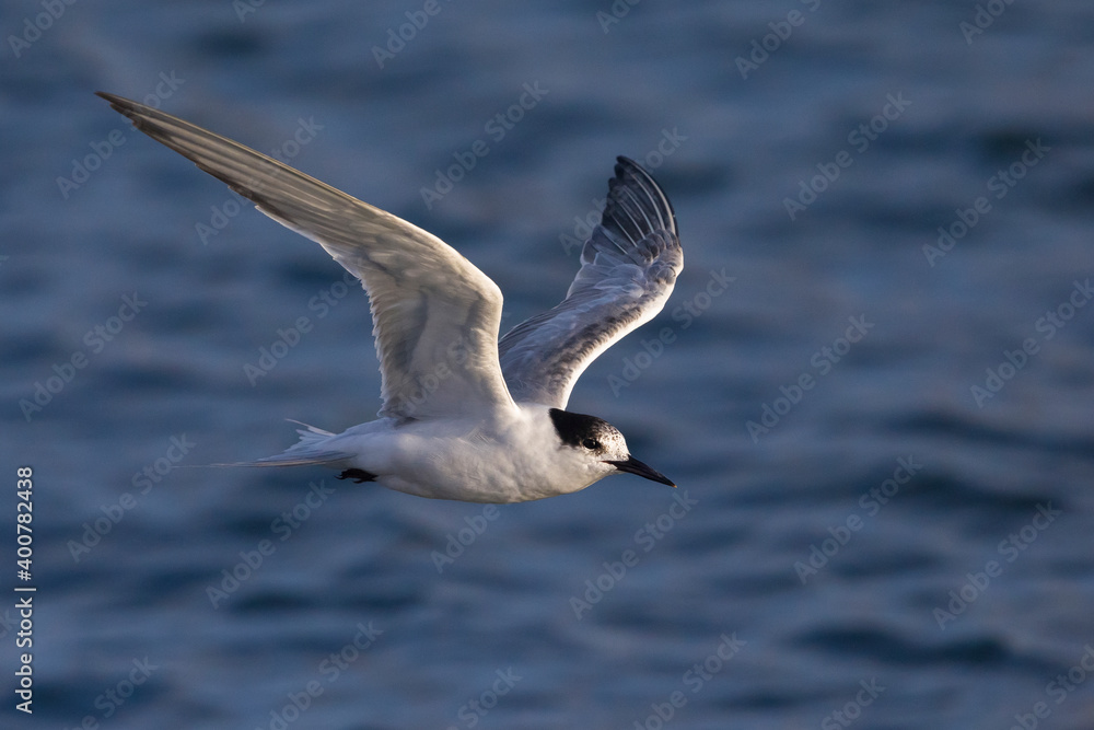 Visdief; Common Tern; Sterna hirundo Visdief; Common Tern; Sterna hirundo