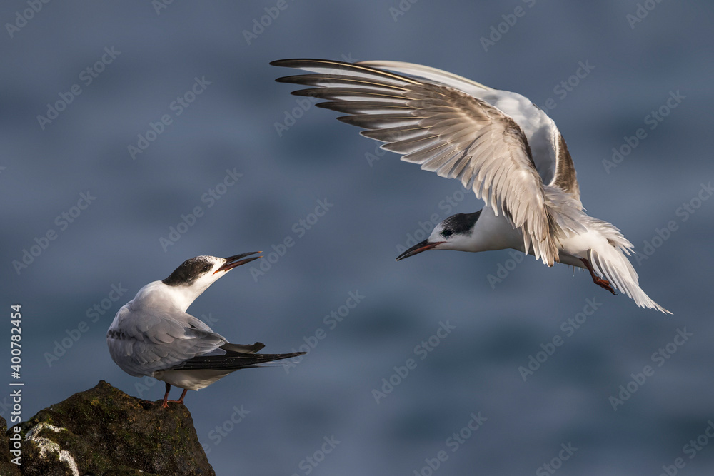 Fototapeta premium Visdief; Common Tern; Sterna hirundo