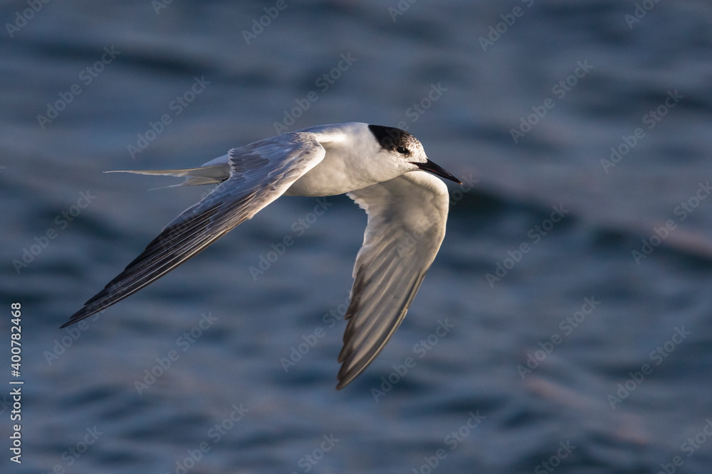 Visdief; Common Tern; Sterna hirundo Visdief; Common Tern; Sterna hirundo