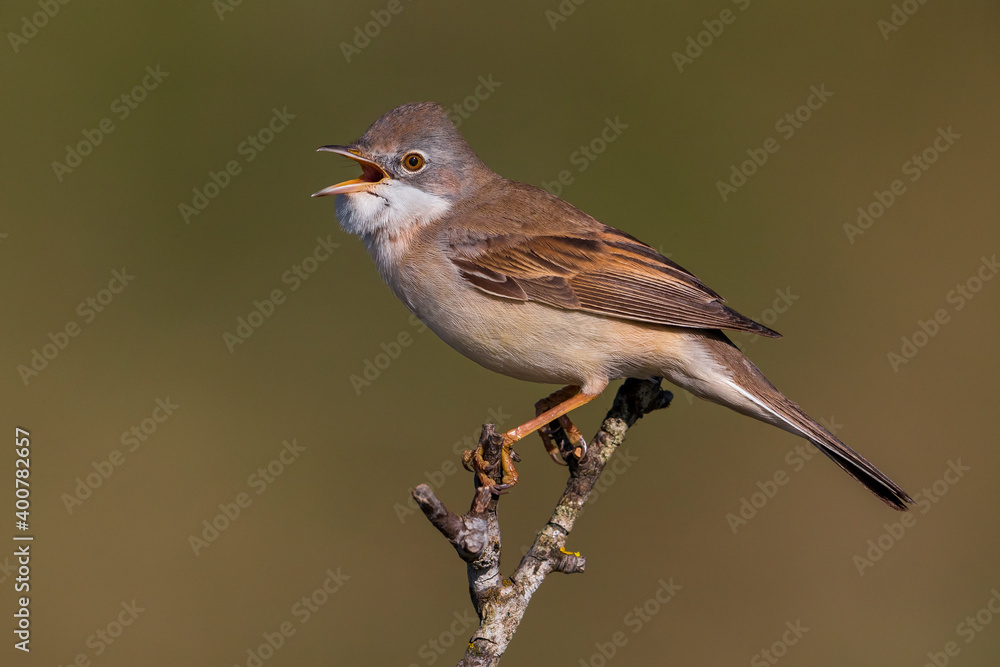 Fototapeta premium Grasmus; Common Whitethroat; Sylvia communis