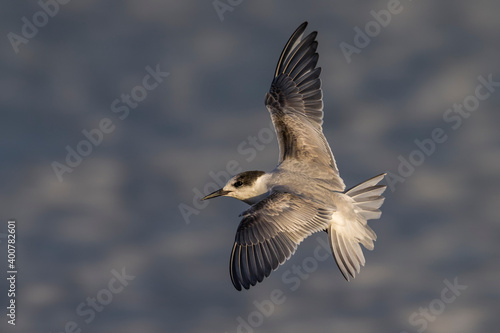 Visdief  Common Tern  Sterna hirundo © AGAMI