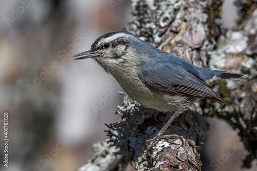 Corsicaanse Boomklever; Corsican Nuthatch; Sitta whiteheadi photo