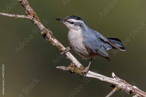 Corsicaanse Boomklever; Corsican Nuthatch; Sitta whiteheadi