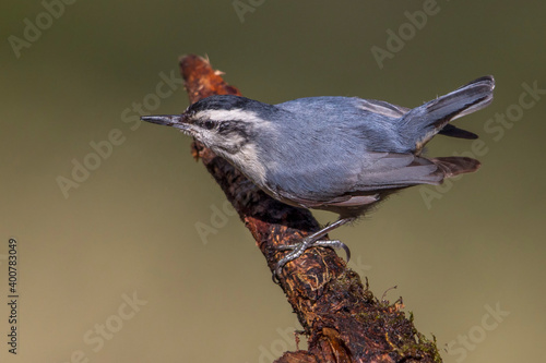 Corsicaanse Boomklever; Corsican Nuthatch; Sitta whiteheadi photo