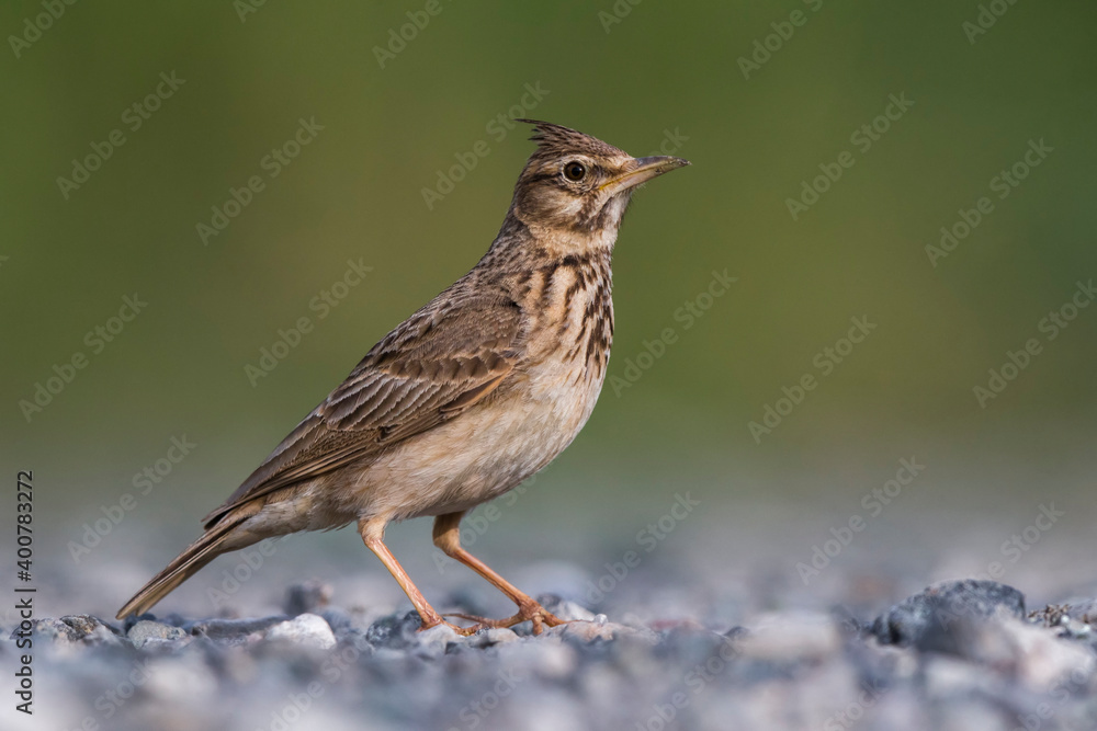 Kuifleeuwerik, Crested Lark, Galerida cristata Kuifleeuwerik, Crested Lark, Galerida cristata