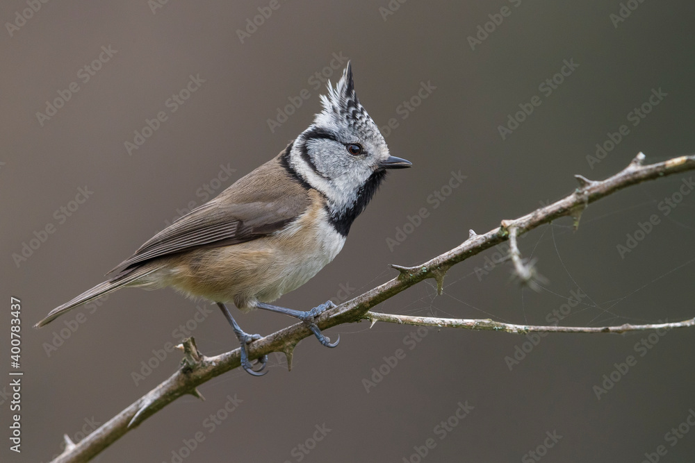 Kuifmees; Crested Tit; Lophophanes cristatus