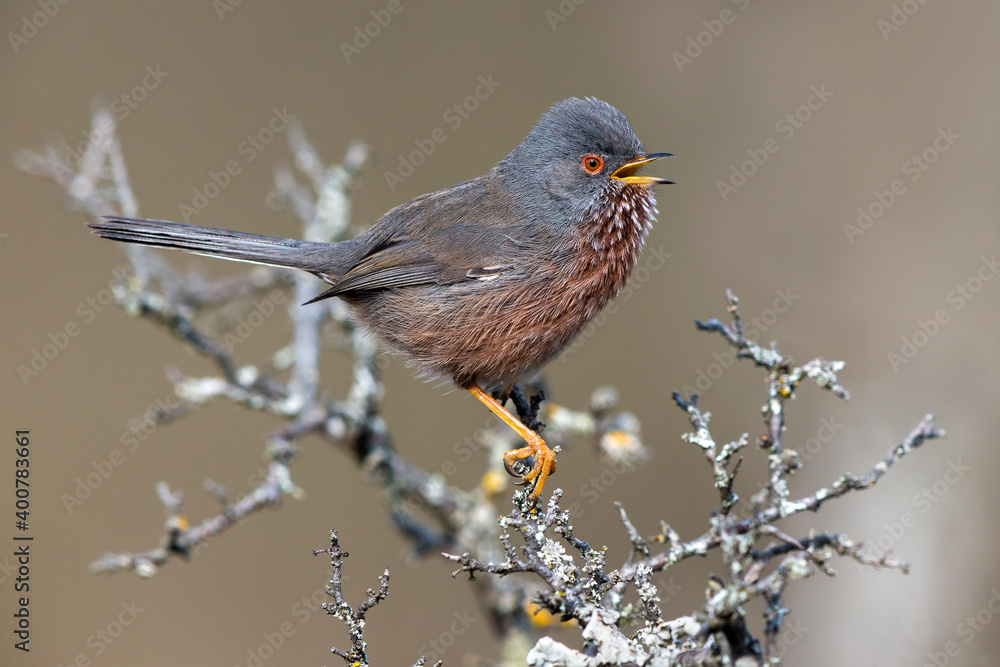Provencaalse Grasmus; Dartford Warbler; Sylvia undata Provencaalse Grasmus; Dartford Warbler; Sylvia undata