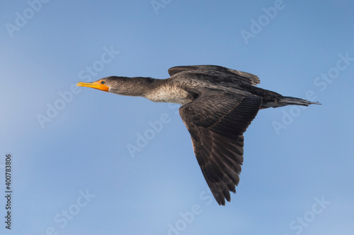 Geoorde Aalscholver; Double-crested Cormorant; Phalacrocorax auritus