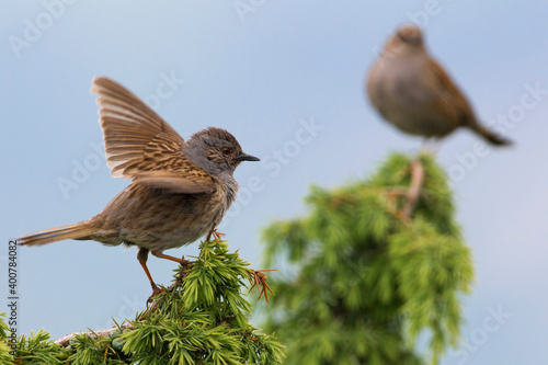 Heggemus; Dunnock; Prunella modularis photo