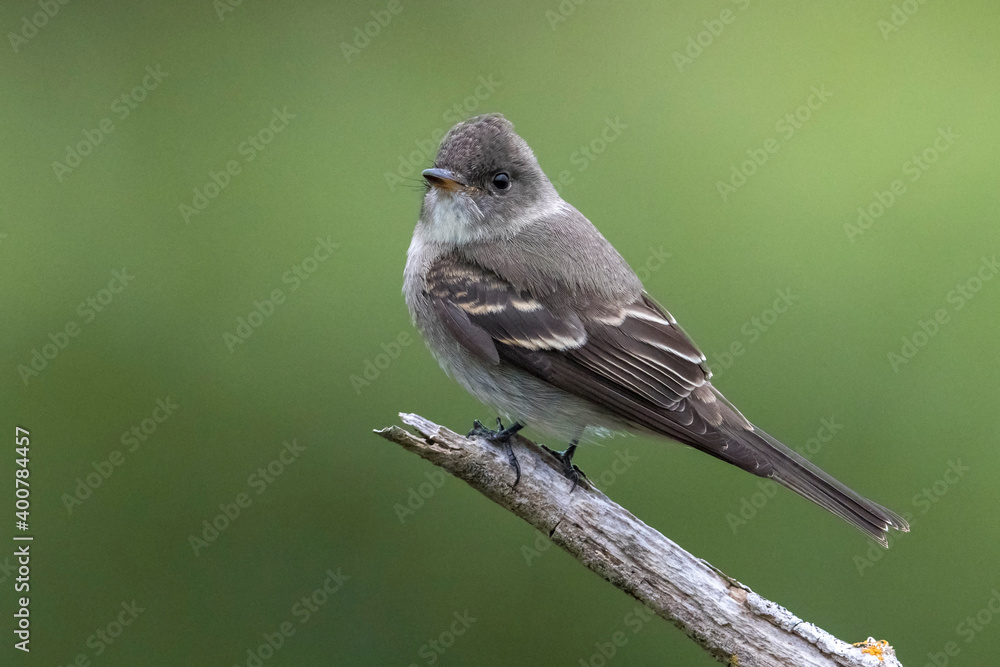 Oostelijke bospiewie; Eastern Wood Pewee; Contopus virens Oostelijke bospiewie; Eastern Wood Pewee; Contopus virens