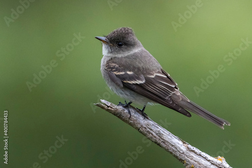 Oostelijke bospiewie; Eastern Wood Pewee; Contopus virens photo