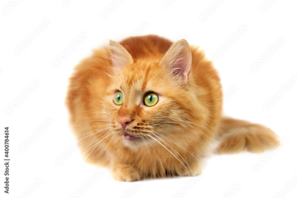 Ginger fluffy cat with green eyes sitting and looking isolated on white background, selective focus