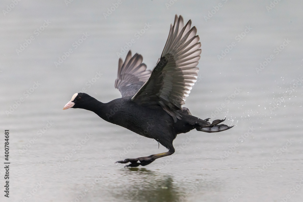 Meerkoet, Eurasian Coot, Fulica atra