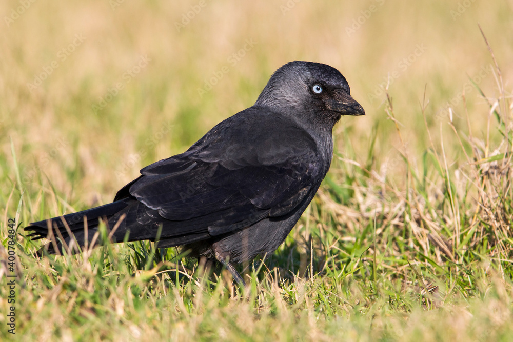 Obraz premium Kauw; Western Jackdaw; Corvus moendula spermologus