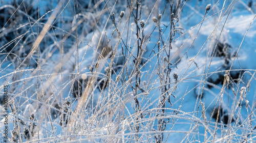 Frozen grass covered with hoarfrost in a meadow against the backdrop of a solar flare.