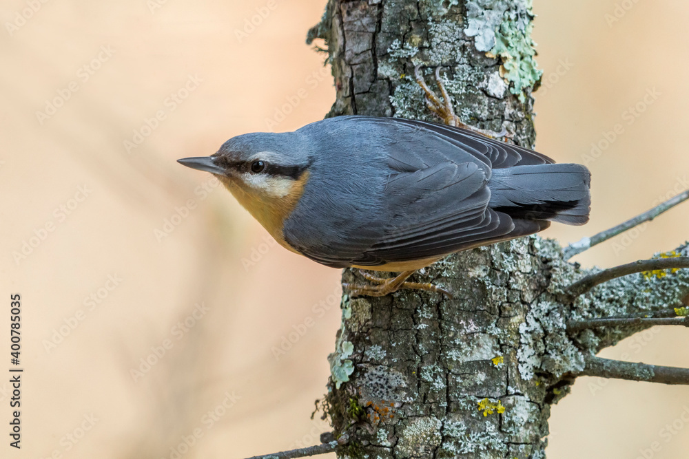 Boomklever; Eurasian Nuthatch; Sitta Europaea