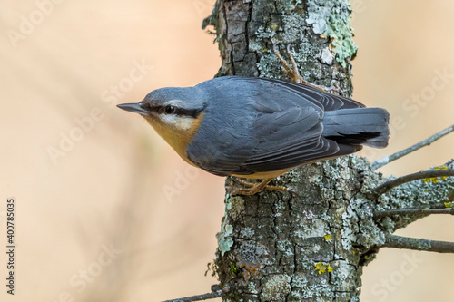Obraz na płótnie Boomklever; Eurasian Nuthatch; Sitta Europaea w salonie