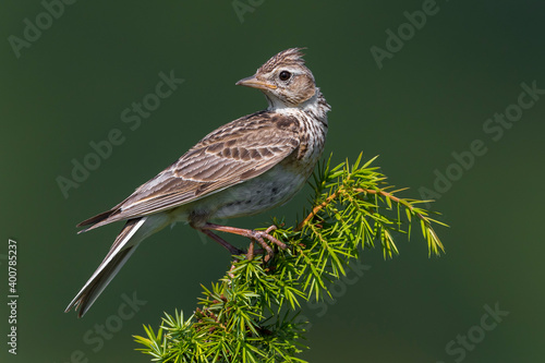 Obraz na płótnie Veldleeuwerik; Eurasian Skylark; Alauda arvensis w salonie