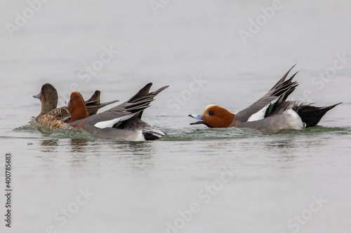 Smient, Eurasian Wigeon; Anas penelope photo