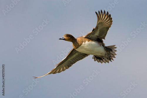 Smient; Eurasian Wigeon; Anas penelope