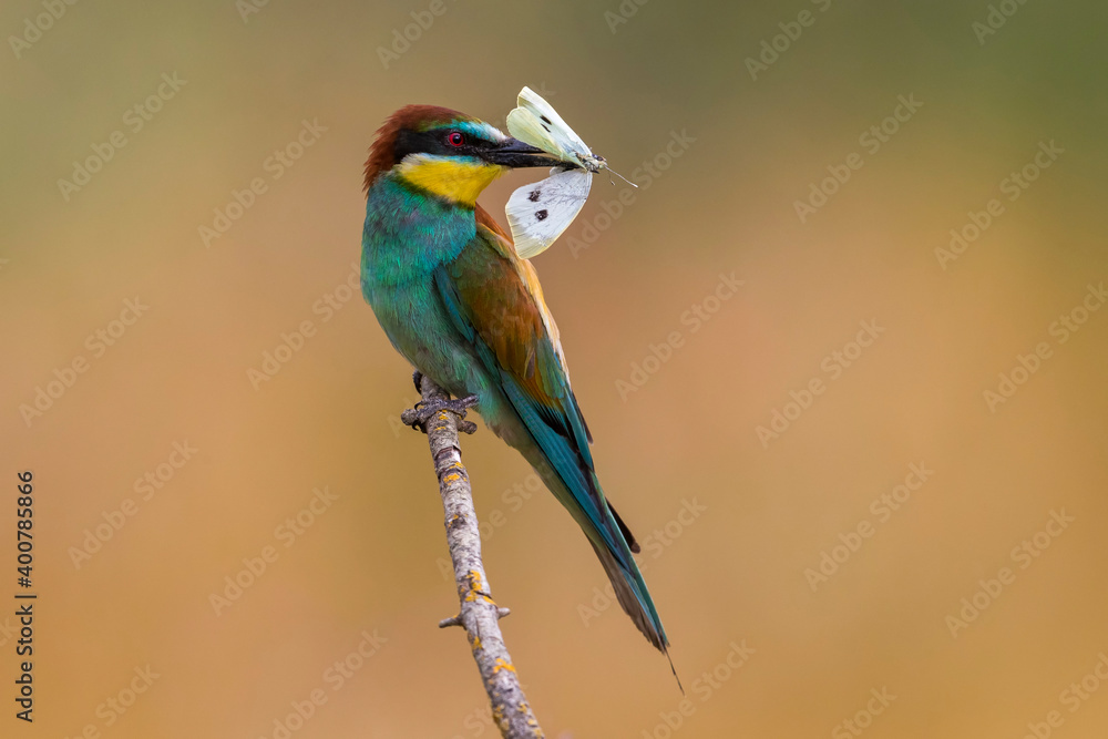 Bijeneter, European Bee-eater, Merops apiaster Bijeneter, European Bee-eater, Merops apiaster