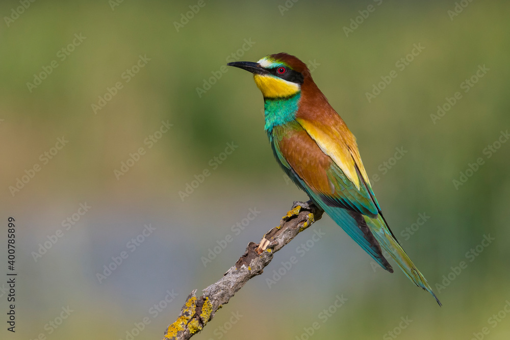 Bijeneter, European Bee-eater, Merops apiaster Bijeneter, European Bee-eater, Merops apiaster