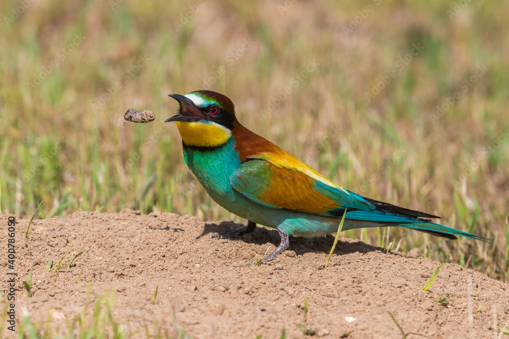 Fototapeta premium Bijeneter; Bee-eater; Merops apiaster