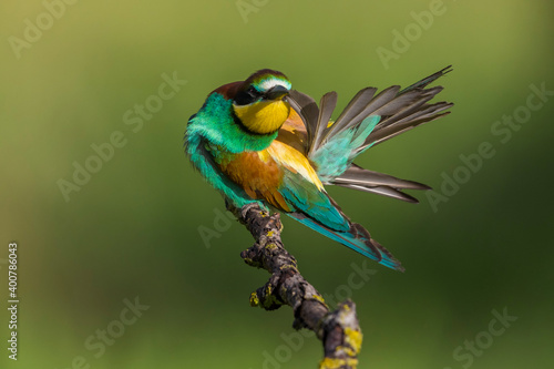 Bijeneter; Bee-eater; Merops apiaster