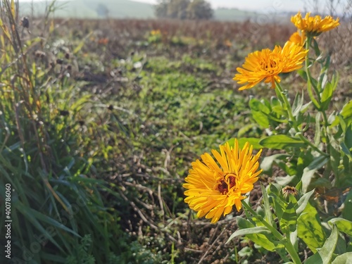 Ringelblumen blühen auf einem Feld im November