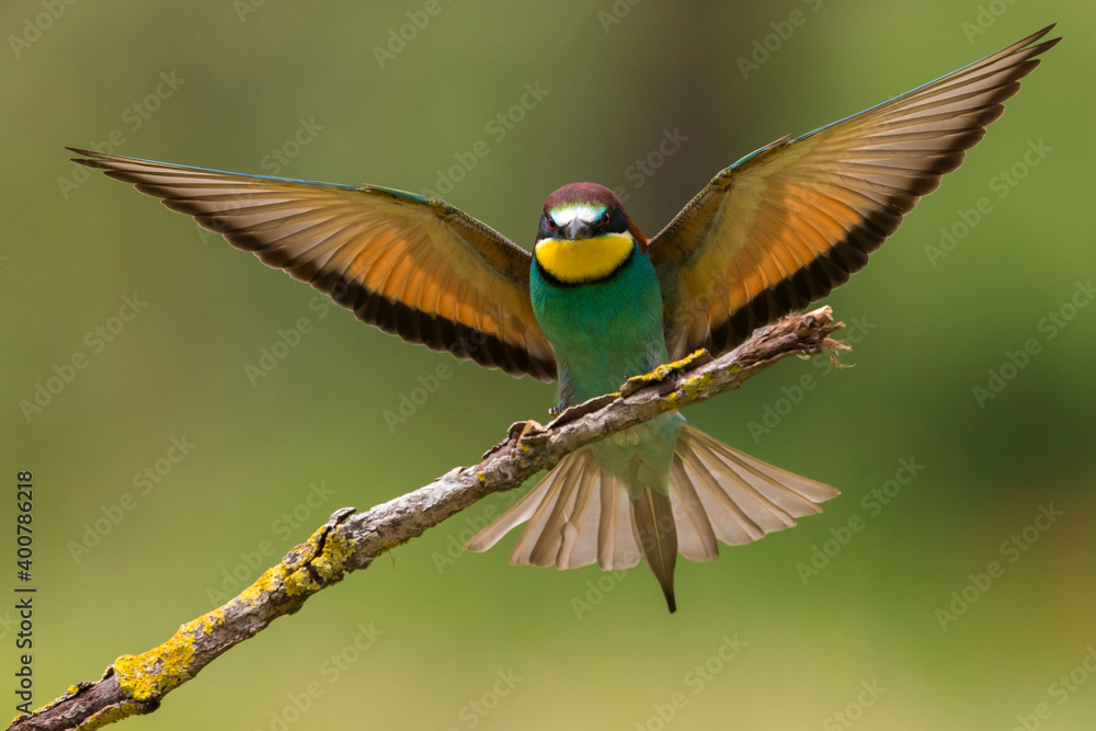 Bijeneter, European Bee-eater, Merops apiaster Bijeneter, European Bee-eater, Merops apiaster