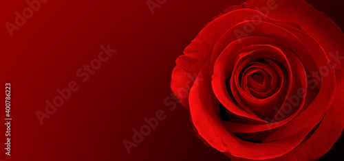 red roses flower background