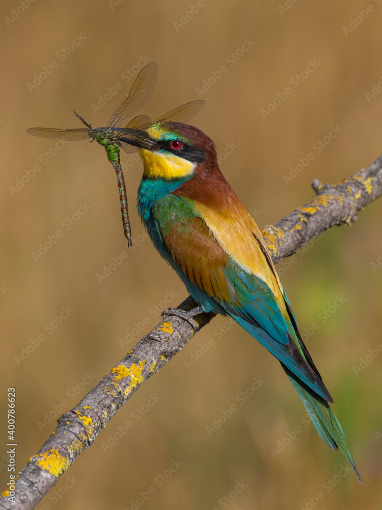 Obraz premium Bijeneter, European Bee-eater, Merops apiaster